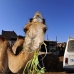 camel_embaba_cai_v_0016_egy0033.jpg